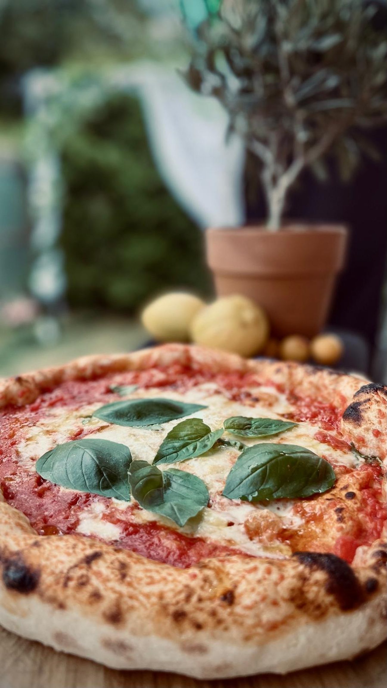 Margherita mit Basilikum, dahinter Olivenbaum und Zitronen